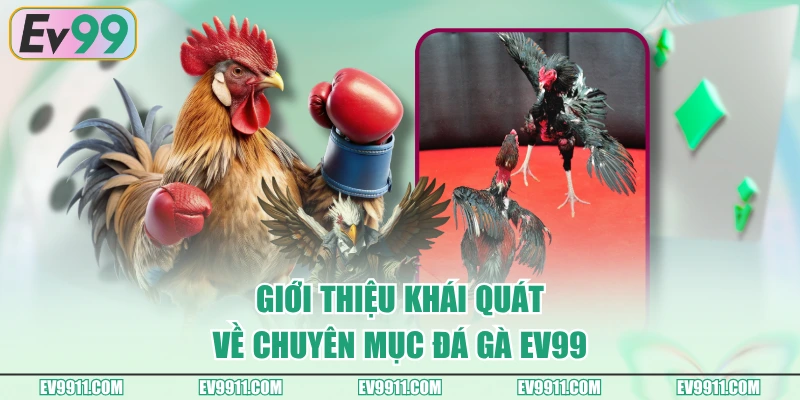 Giới thiệu khái quát về chuyên mục Đá Gà EV99